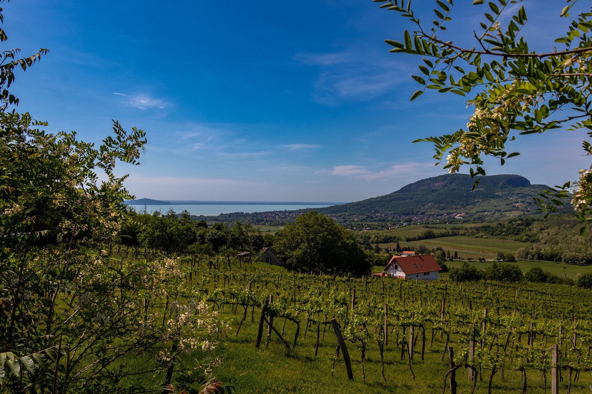 Szekszárd Vineyards
