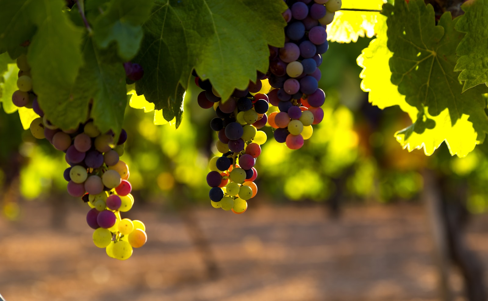 Thrace Vineyards