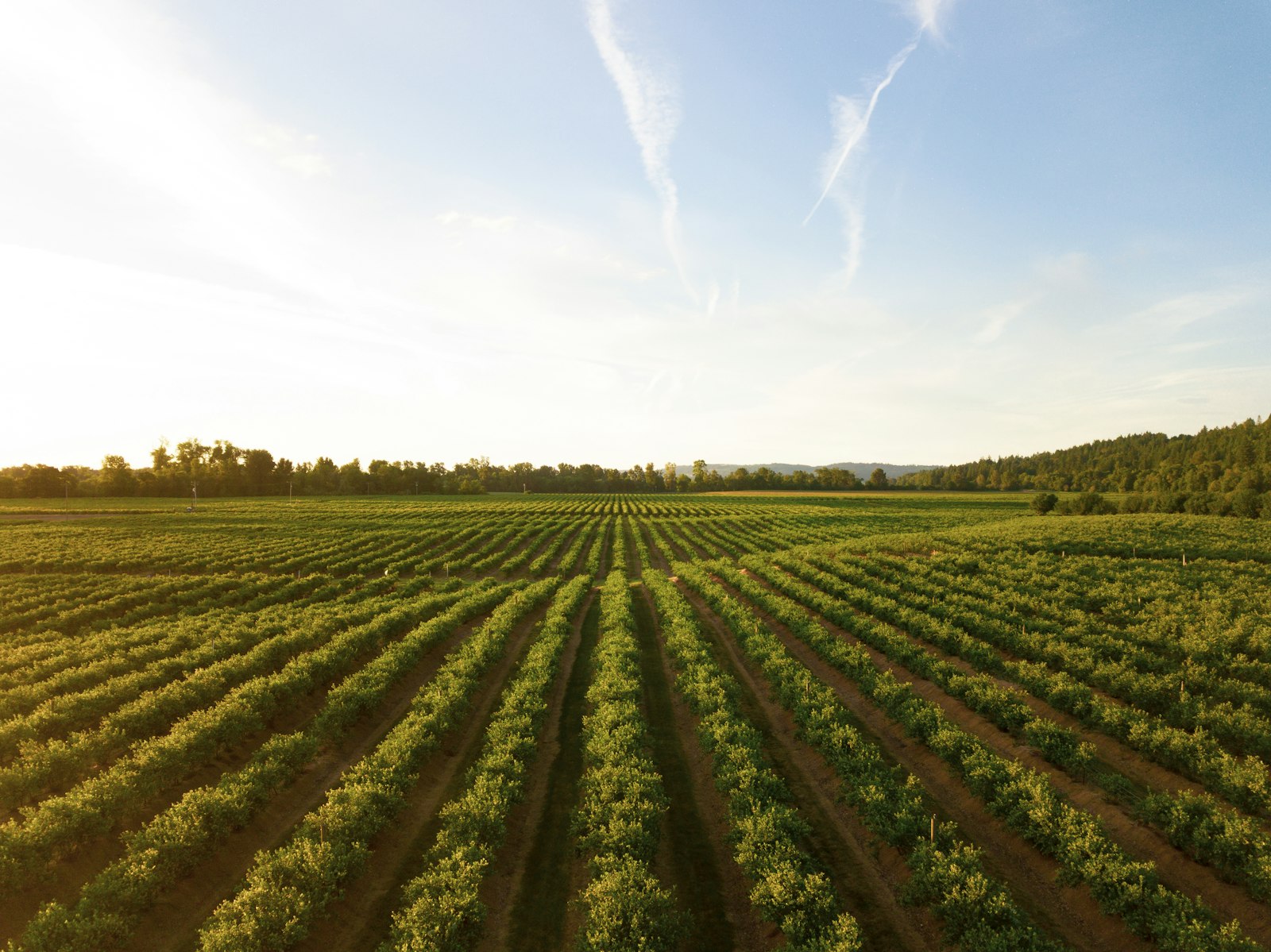 Tikveš Vineyards