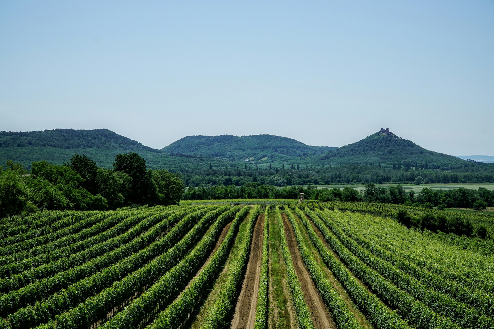 Tokaj Vineyards