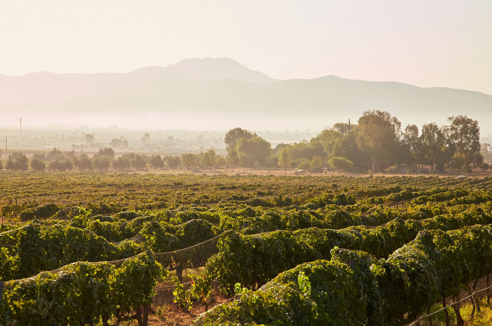 Valle de Guadalupe