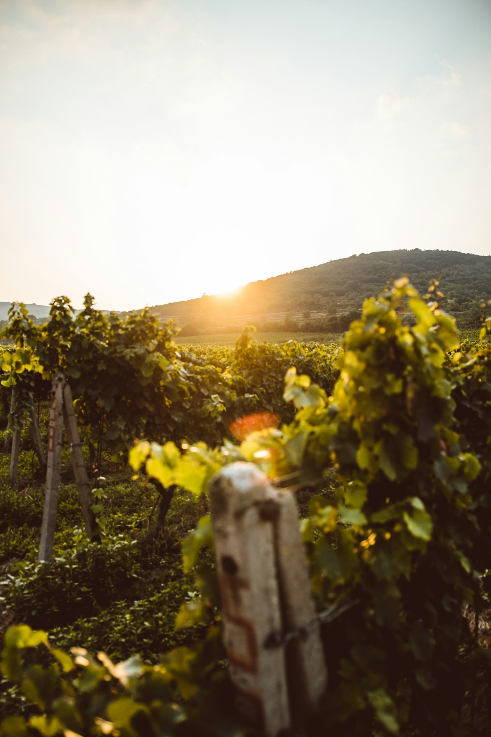 Villány Vineyards