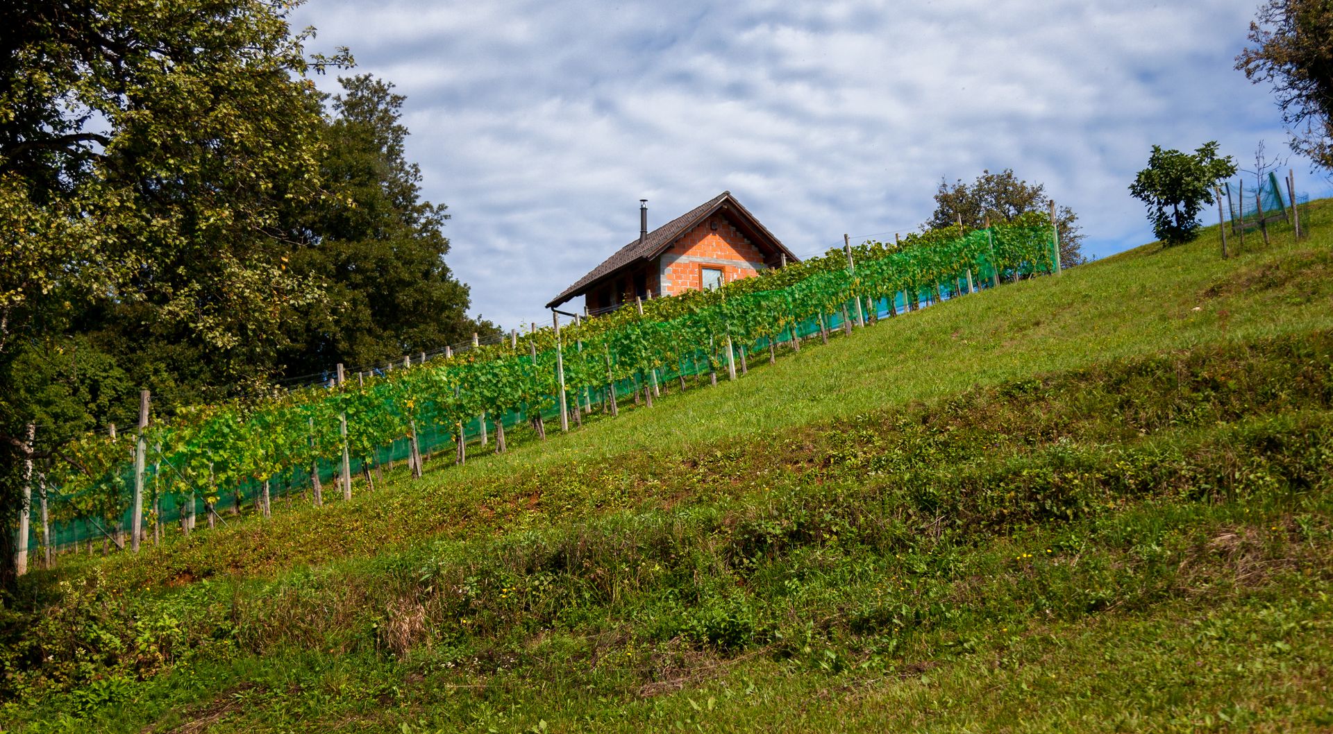 Vipava Valley Vineyards