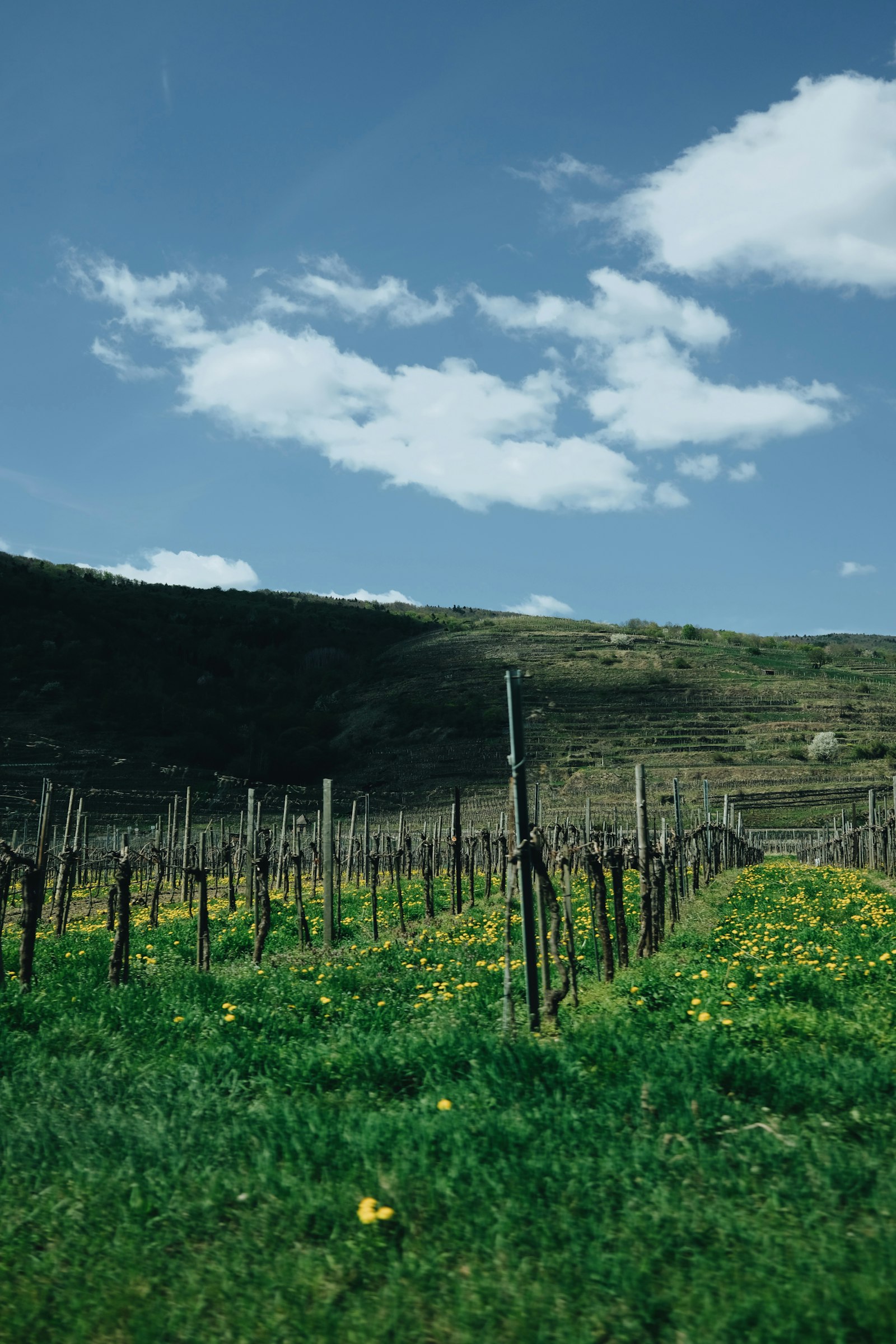 Vulkanland Vineyards