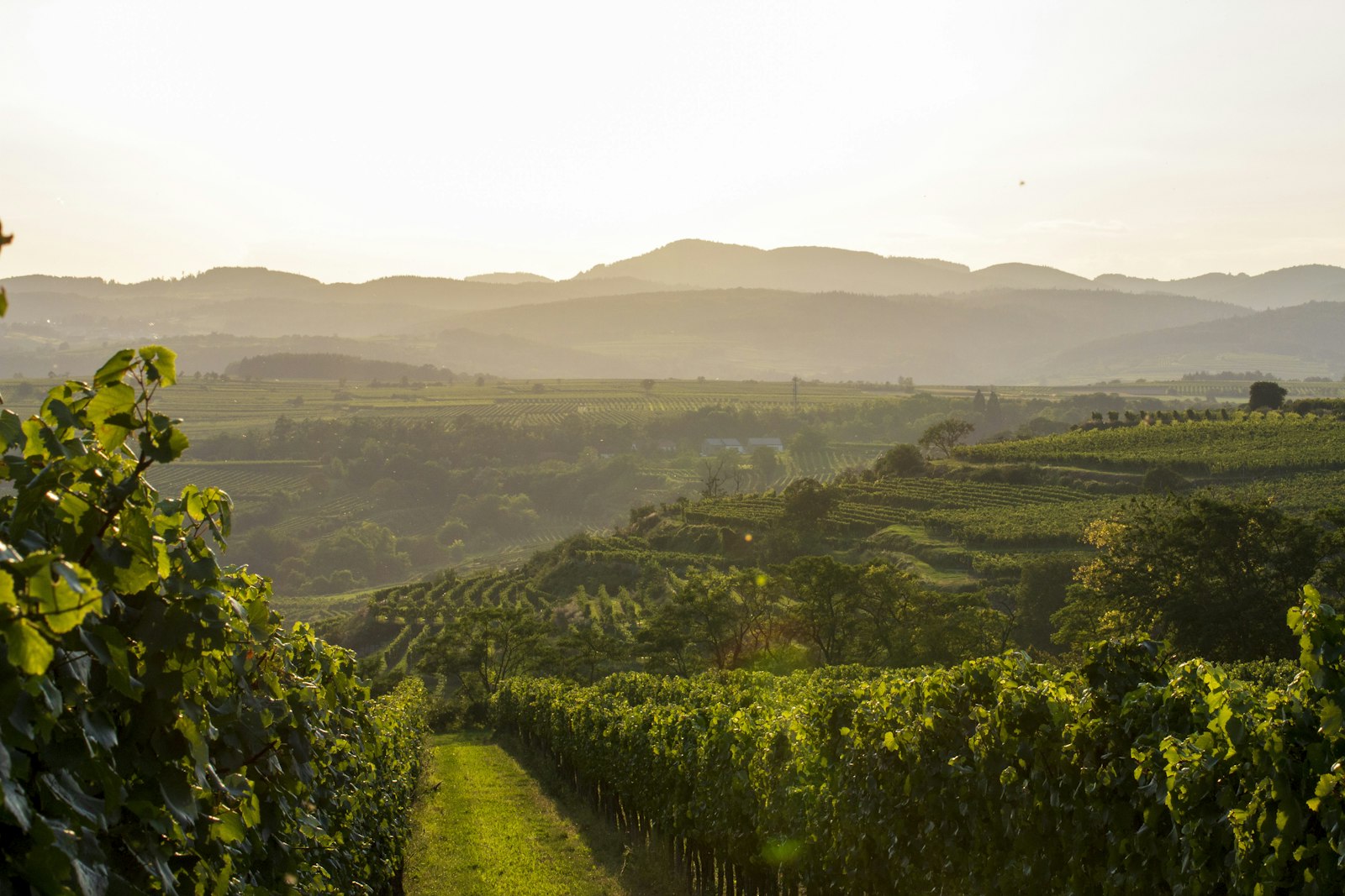 Wagram Vineyards