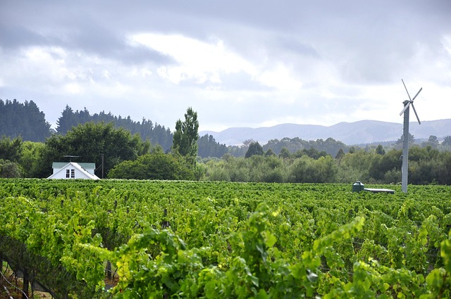 Wairarapa Vineyards