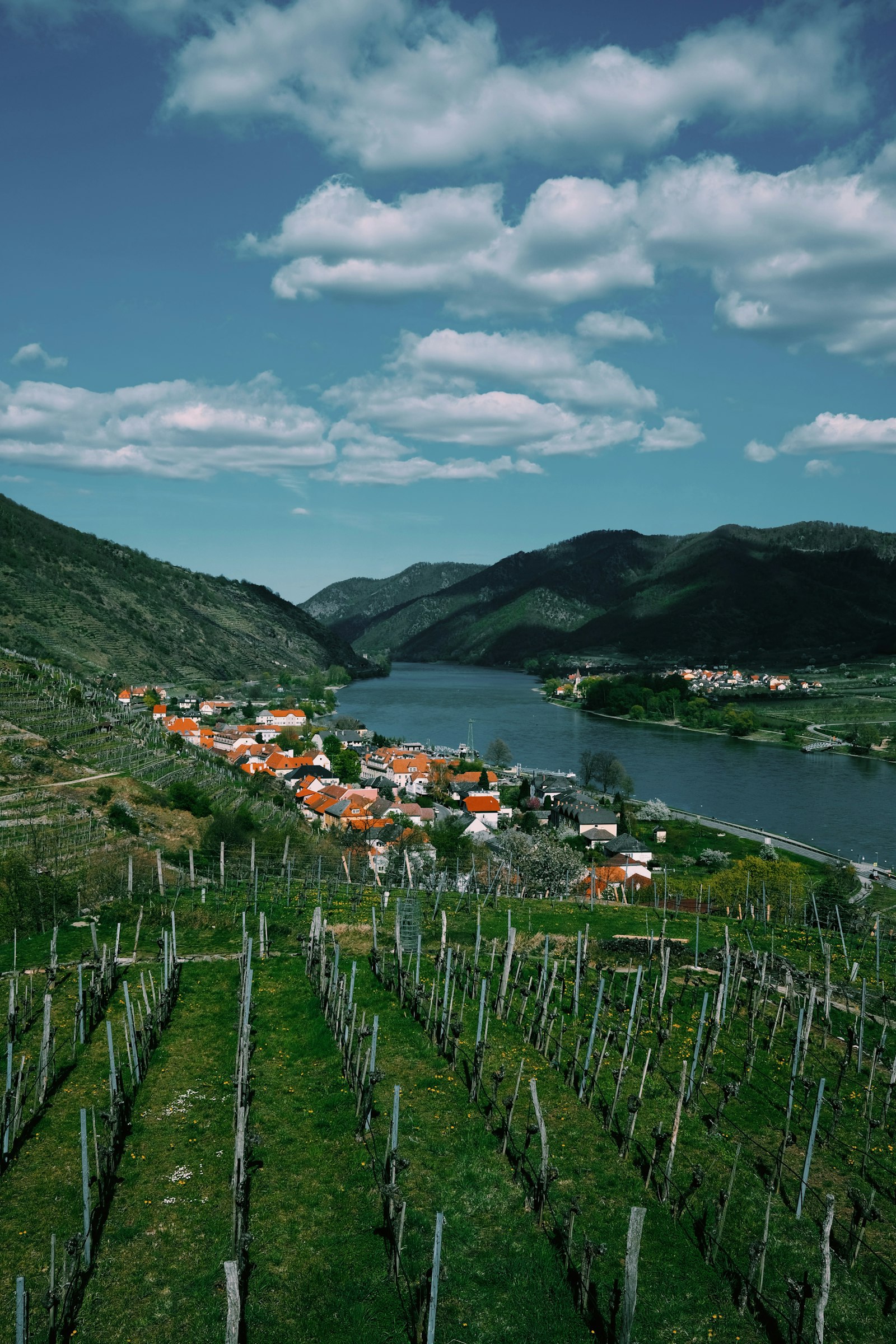 Weinviertel Vineyards