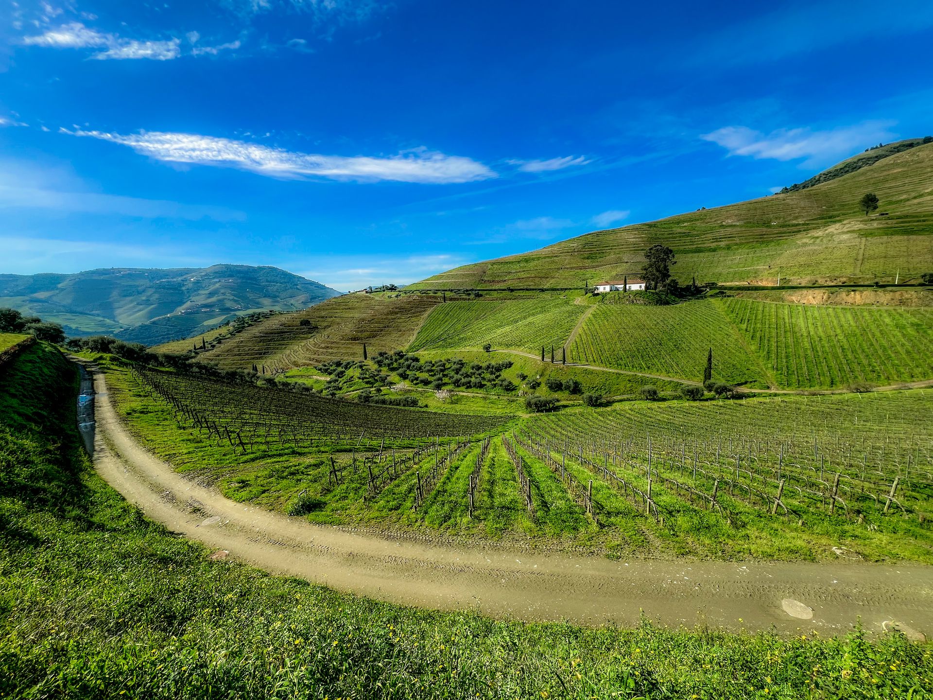 Yecla Vineyards