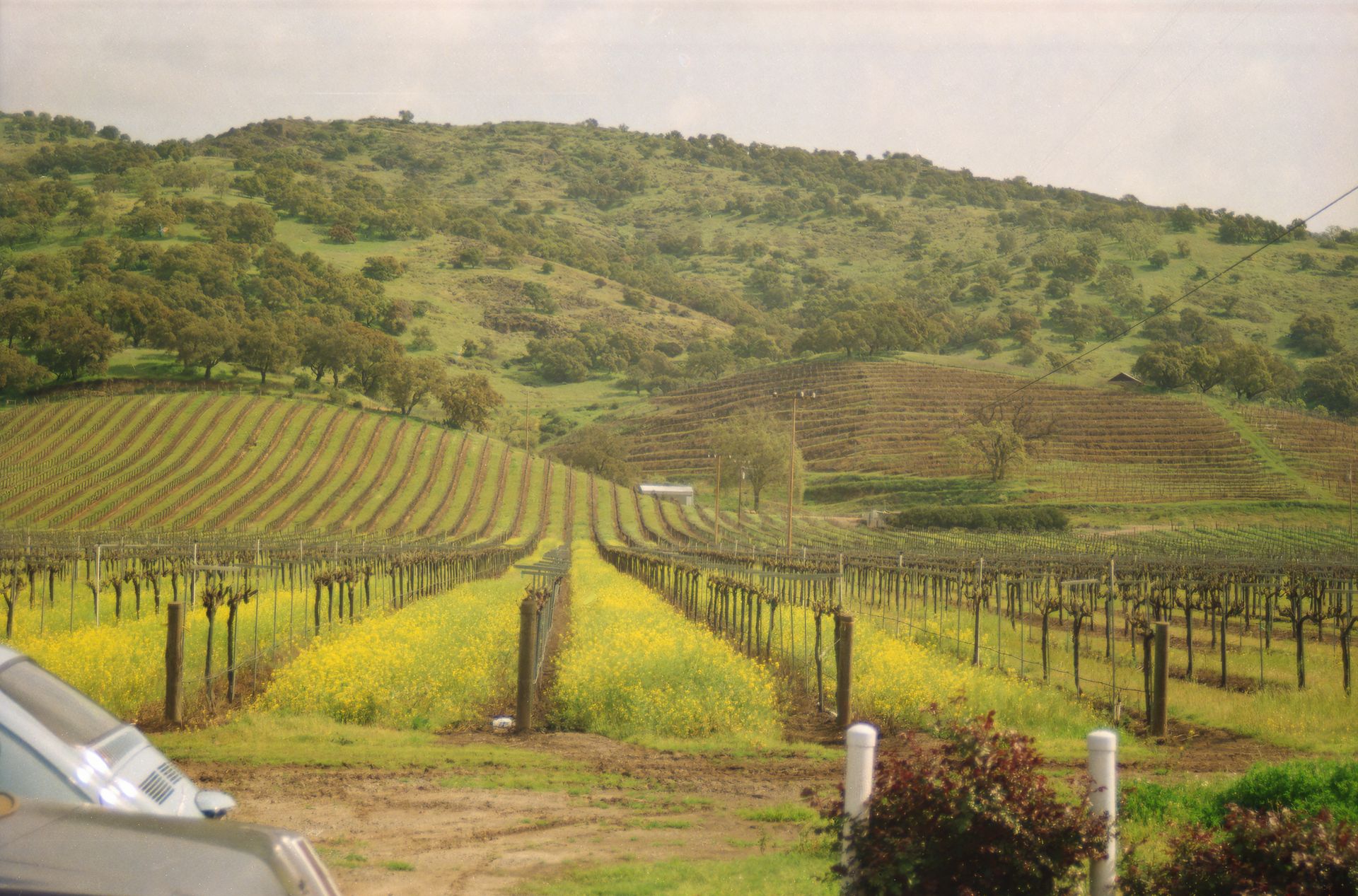 Yountville Vineyards