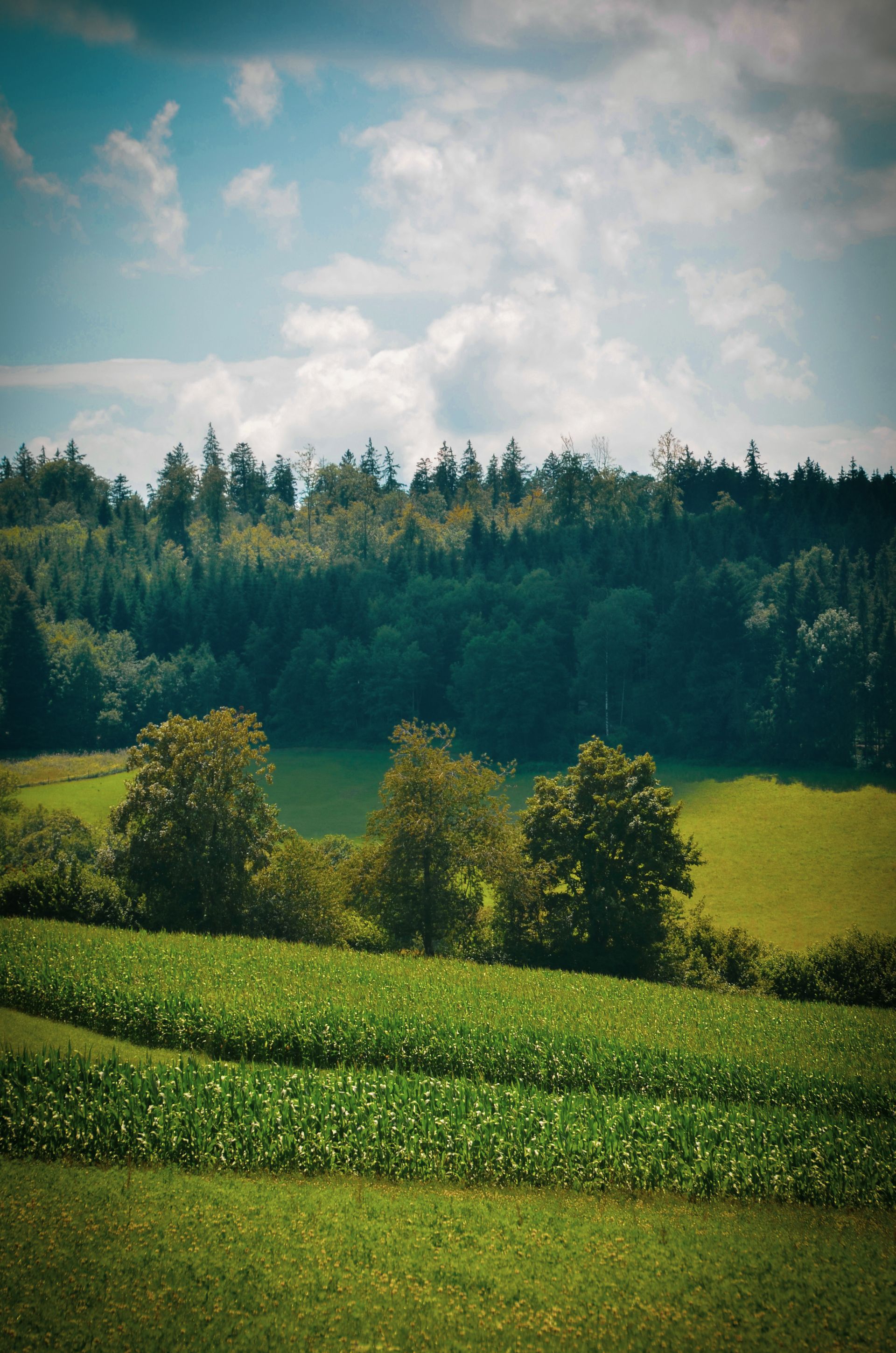 Zürich Vineyards